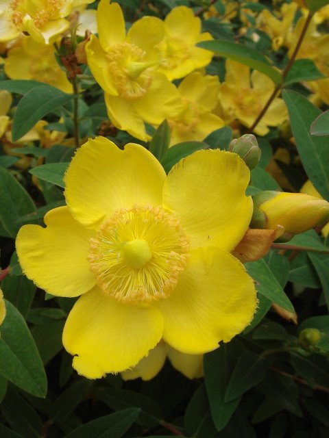 Hypericum 'Hidcote' fleur